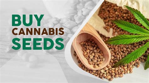 Buy Cannabis Seeds 